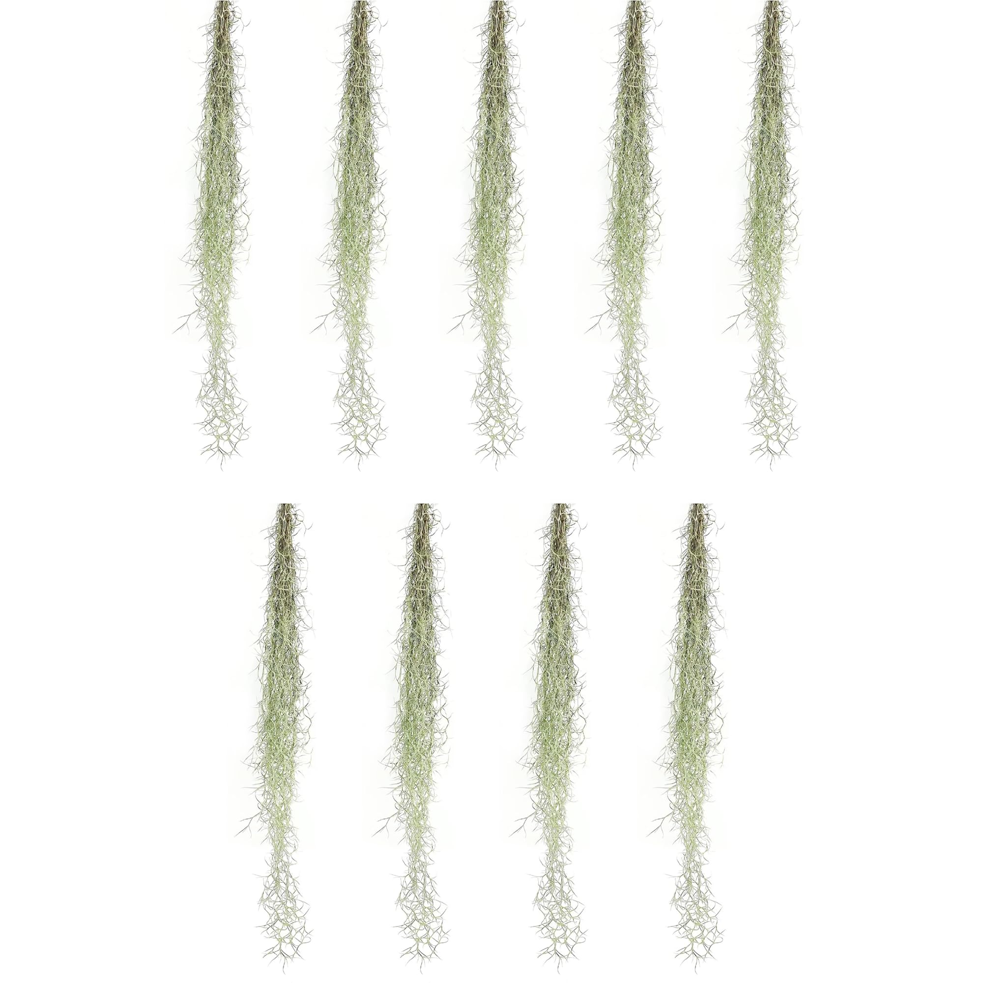 ragnaroc Tillandsia Usneoides ‘Thick-Colombian Spanish Moss’ - ragnaroc Indoor Tropical Plant 16” / 9 oz - Live Arrival Guaranteed - Live Air Plant & House Plants for Home Decor & Gift