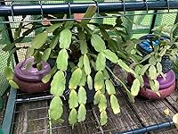 Review Image by Jane Barker-Hun Jane Barker-Hun