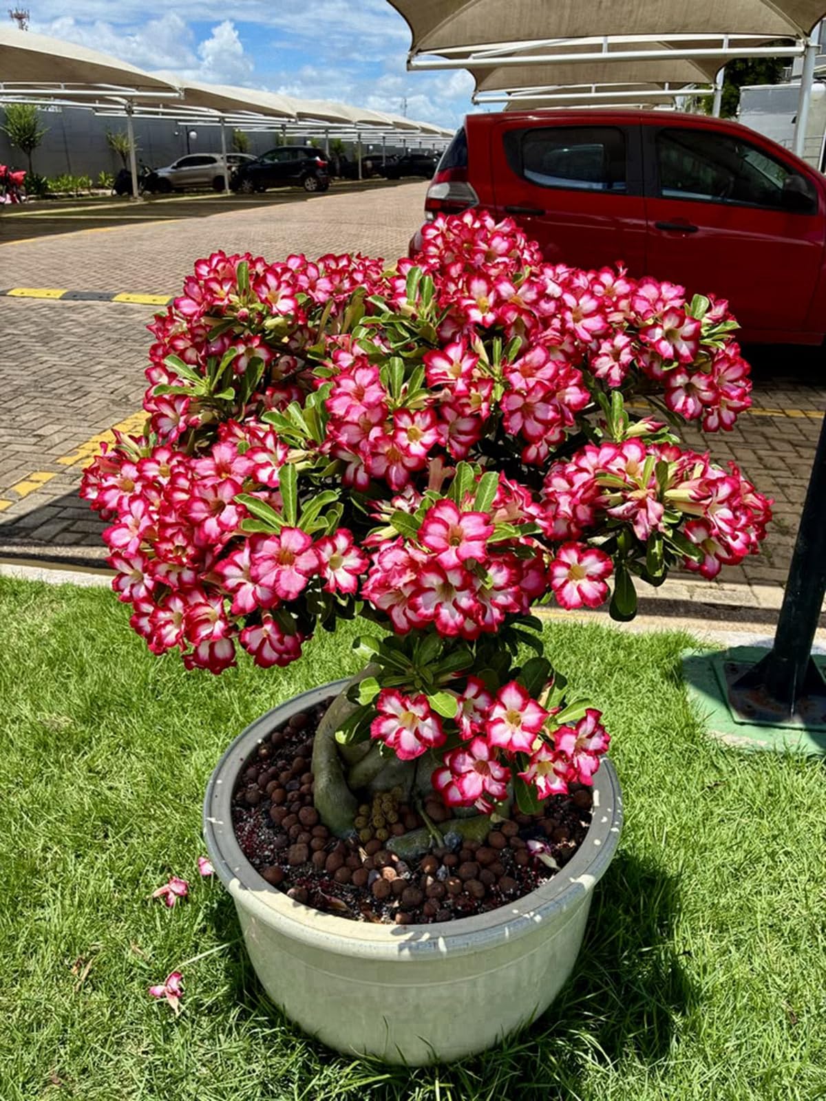 Desert Rose- Suitable for Garden Plants- Landscape Design- Indoor and Outdoor Potted Plants-Excellent Display for Your Beautiful Garden-1 Bulb-J