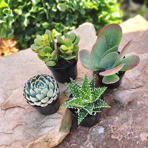 Miniatura 17 de Altman Plants, Plantas suculentas vivas (4 unidades), regalos para amantes de las plantas suculentas, plantas de interior vivas en tierra para