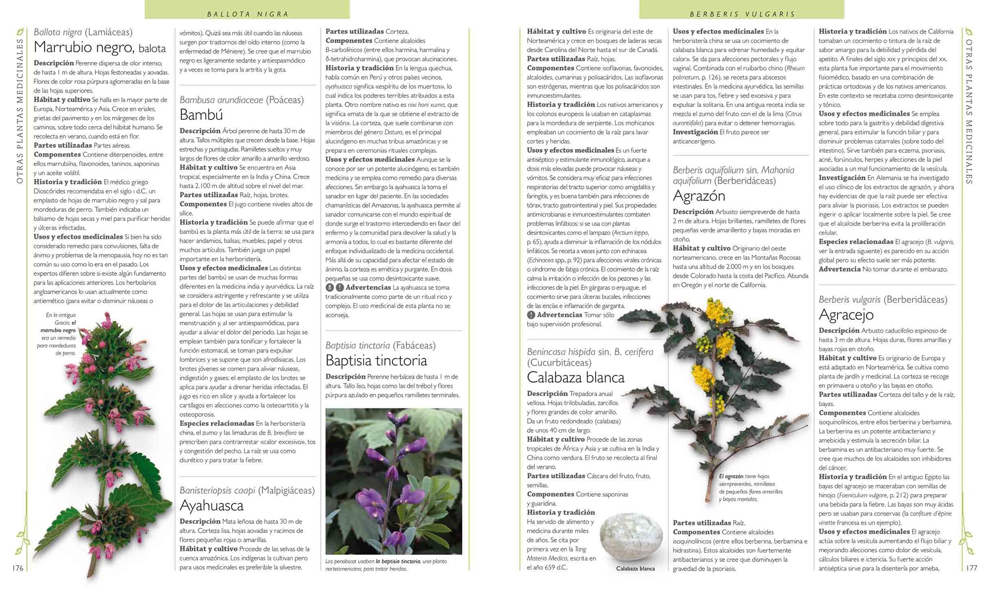 Enciclopedia de plantas medicinales: 560 hierbas y remedios para dolencias comunes