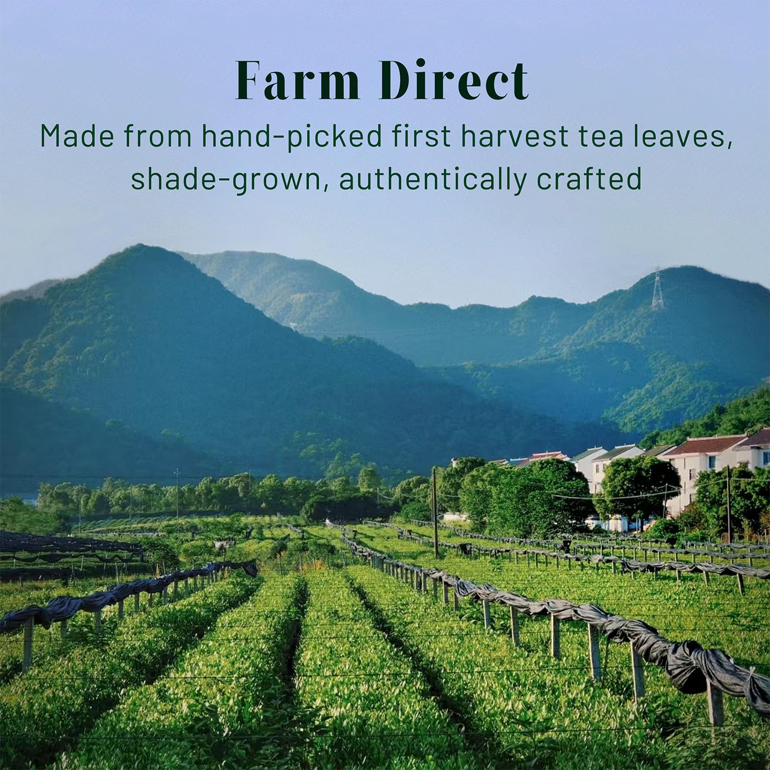 CHAYEAH Jade Select Matcha Organic Ceremonial Grade Matcha Green Tea Powder for Lattes Everyday Matcha First Harvest 1 — view 8