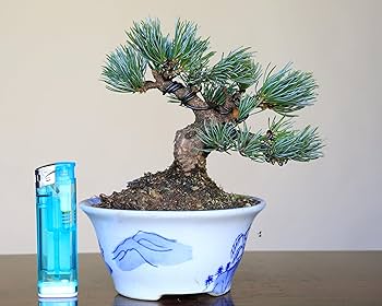 Amazon.co.jp: 那須五葉松 八房品種『那須娘』ミニ盆栽【泰寿園