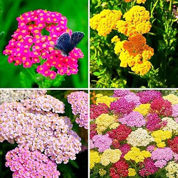 1500 Yarrow Seeds, Perennial Drought-Tolerant Flower Seeds for Garden & Pollinators
