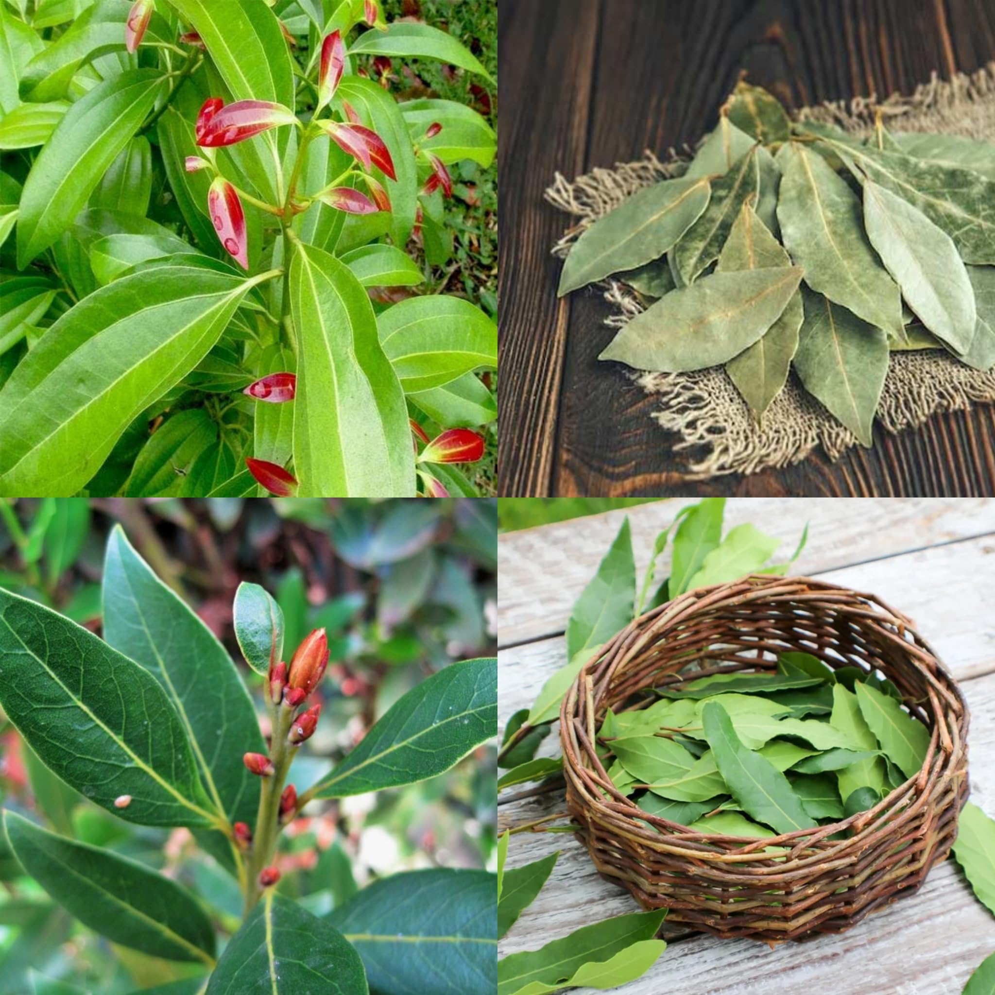 SISA GARDEN Live Ornamental/Medicinal Bay Leaf Plant with nursery grow bag (B0CW1YDXDF) Amazon Price History, Amazon Price Tracker