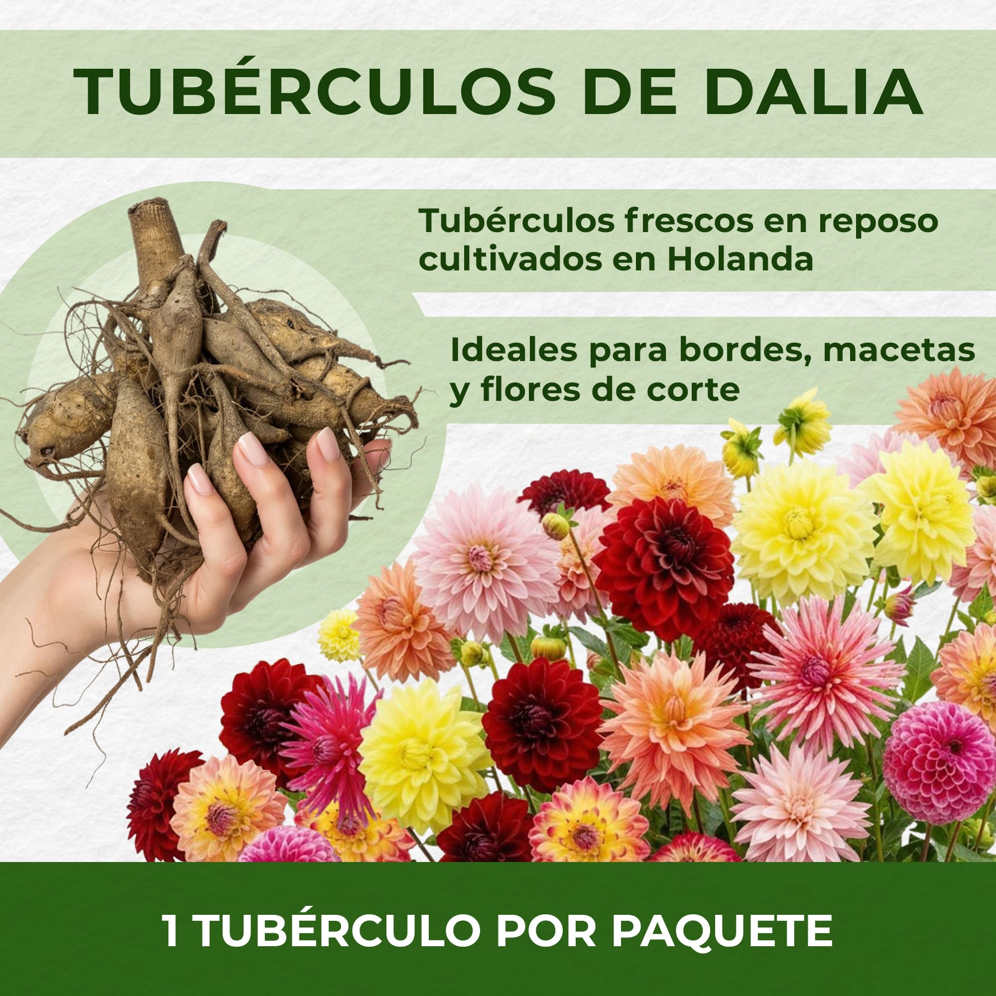 Dahlia Tubers Grand Collection, paquete de regalo con mezcla de 5 variedades de bulbos de dalia de Holanda, mezcla exclusiva de tubérculos de dalia para jardín y macetas(sin semillas, no artificiales)