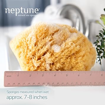 Neptune Caribbean Sea Sponge 2 Pack, XL (Approx. 7-8 Inch), Natural Bath & Facial Sponge, Ultra-Soft Eco-Friendly Exfoliating Sponge for Gentle Skin Cleansing