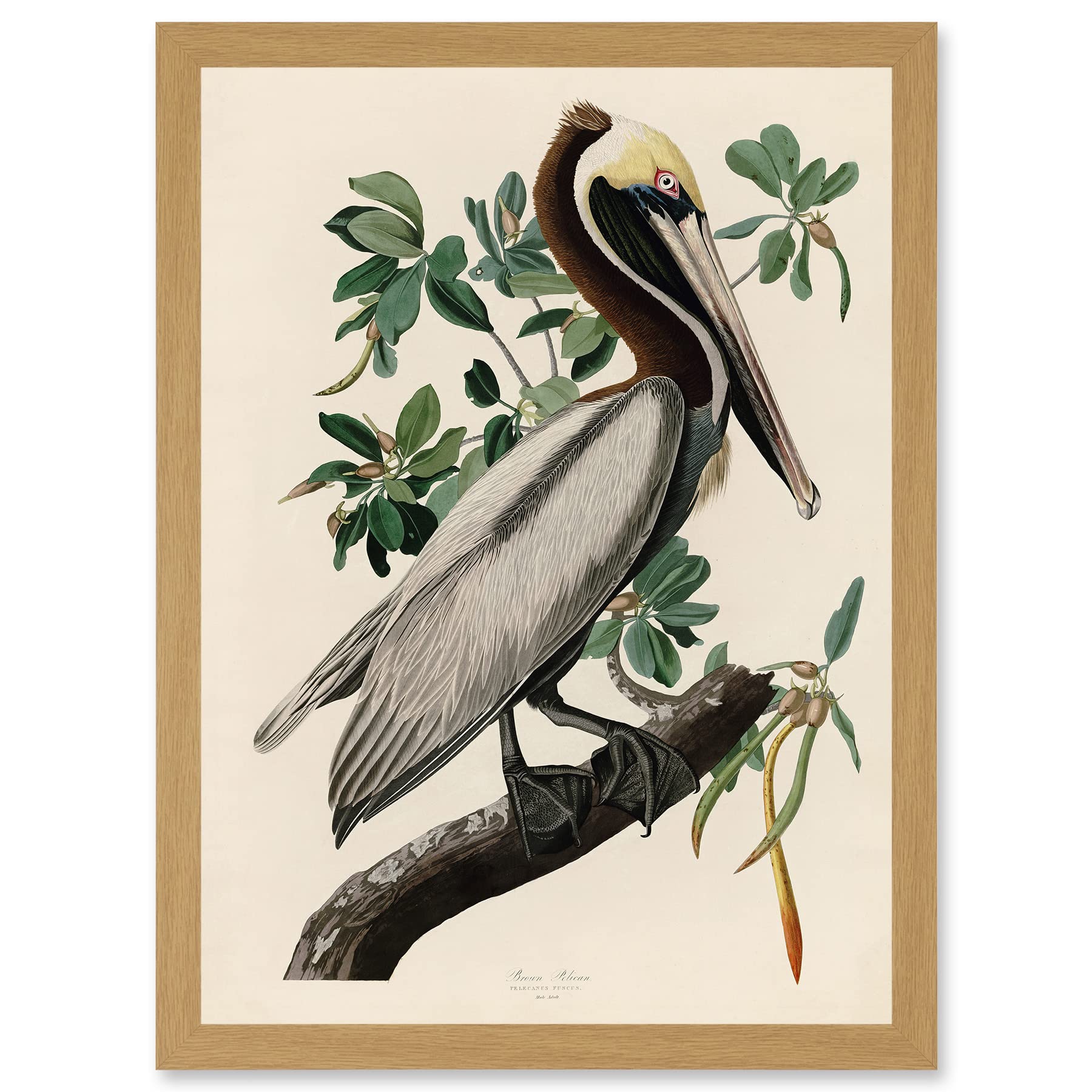 Artery8 Audubon Birds America Brown Pelican Nature Animals Artwork Framed Wall Art Print A4