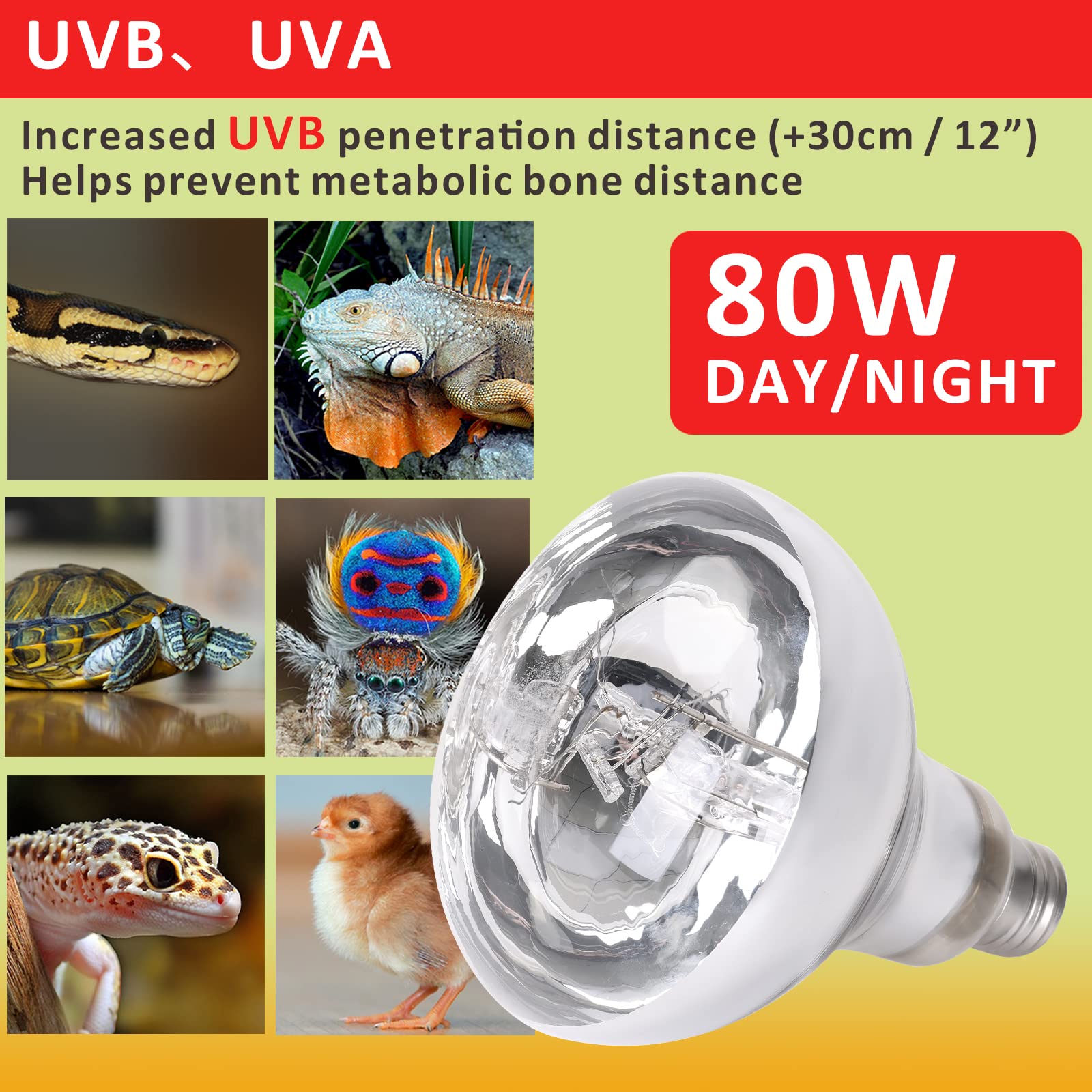 Aiicioo UVB Reptile Light 80W - UVB Light Bulb for Reptile Mercucry Vapor Bulb Heat Basking Lamp Bulb Full Spectrum UVA UVB All in One Sun Lamp for Bearded Dragon Lizard Turtle - image 6