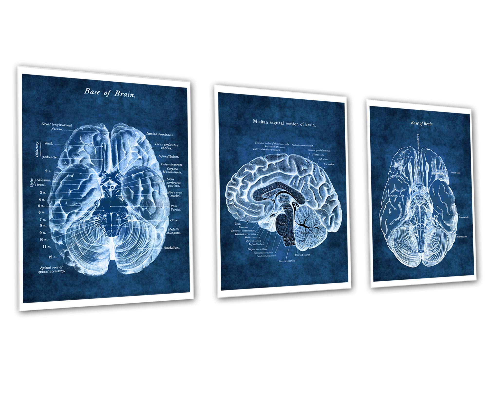 Gnosis Picture Archive Neuroscience Art Decor set of 3 Unframed Prints of Human Brain Anatomy