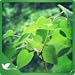 Natural Meditating Ambience - Enjoy the Calm Ambience on Your Screen