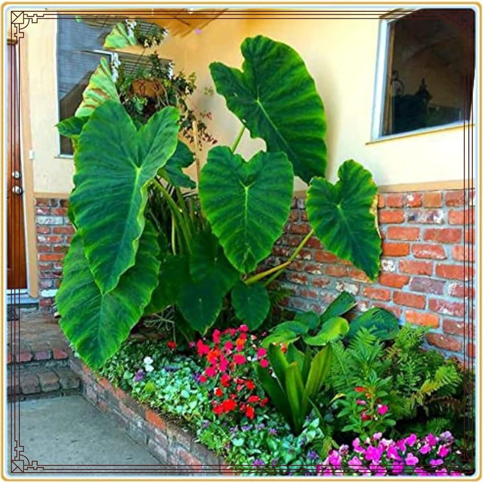 Elephant Ears for Planting UK Strong Plants That Grow Well Hardy Perennial Greening Excellent Display Indoor and Outdoor Perennial -15Bulbs-greenC โ image 1