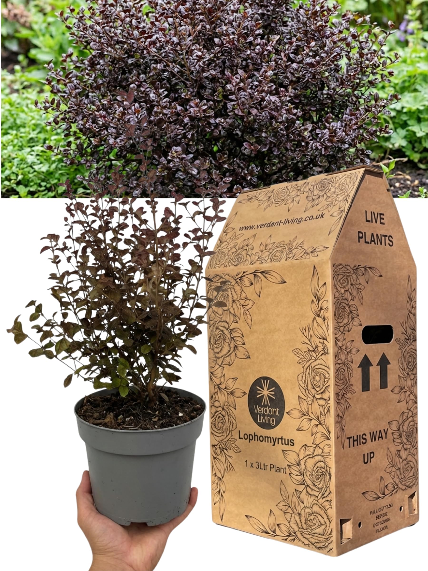 Lophomyrtus ‘Purpurea’ Deep Purple Evergreen Shrub – Hardy Outdoor Perennial Plant for Pots Borders Landscaping – Dramatic Foliage for Year-Round Colour and Modern UK Garden Designs