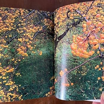 夢を叶える ターシャ・テューダー 夢を叶える ターシャ・テューダー Amazon.co.jp: 夢を叶える