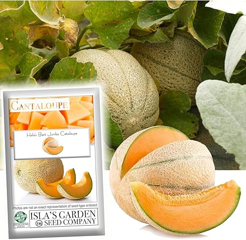 "Hale's Best" - Semillas de cantaloupe jumbo para plantar, más de 50 semillas de melón reliquia por paquete, semillas de jardín de (Isla's Garden),