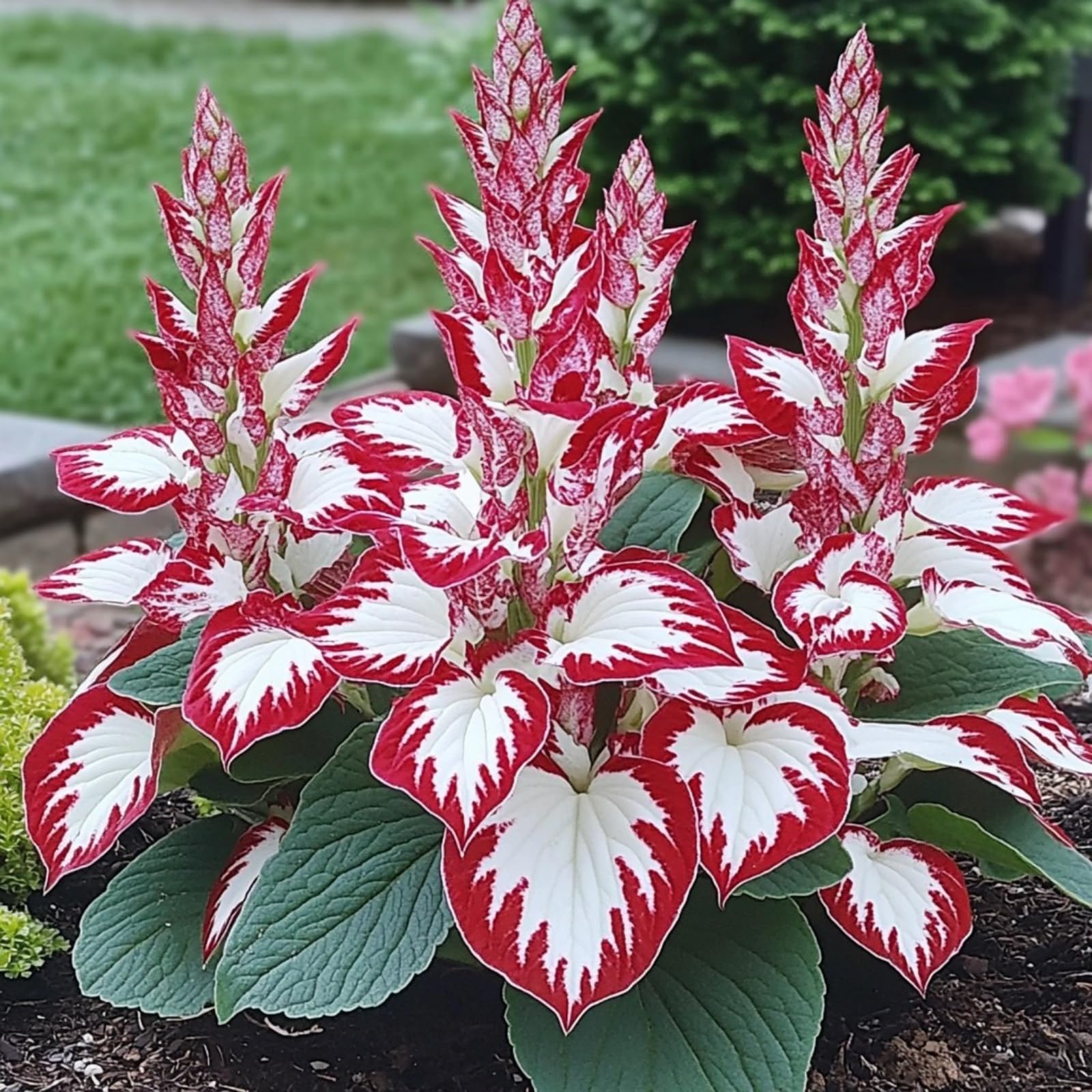 Hosta/Crop for Planting Now UK/Strong Plants That Grow Well/Mix Golden Jade Carving Feels