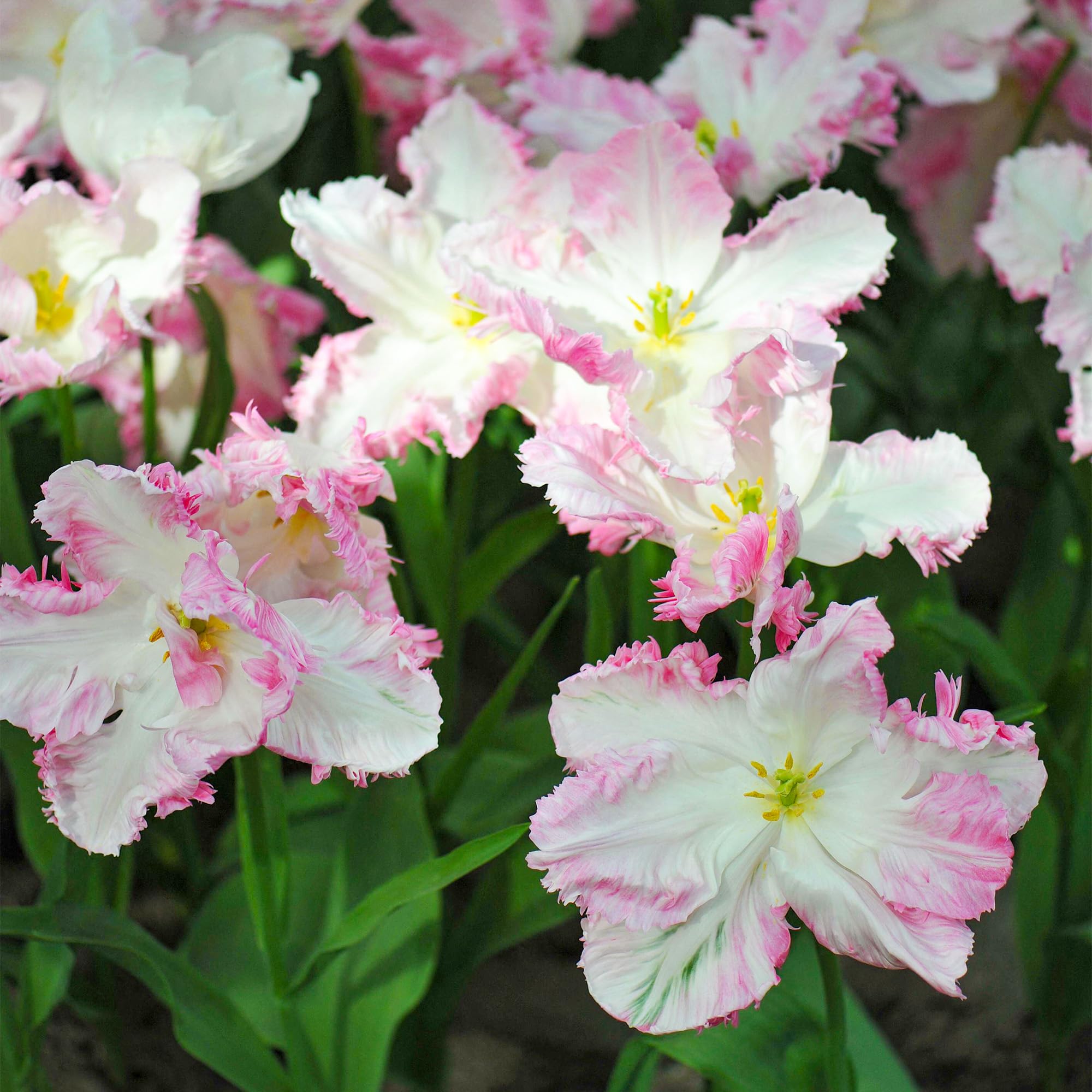 Tulipano Cabanna - Bulbi perenni primaverili da piantare in autunno