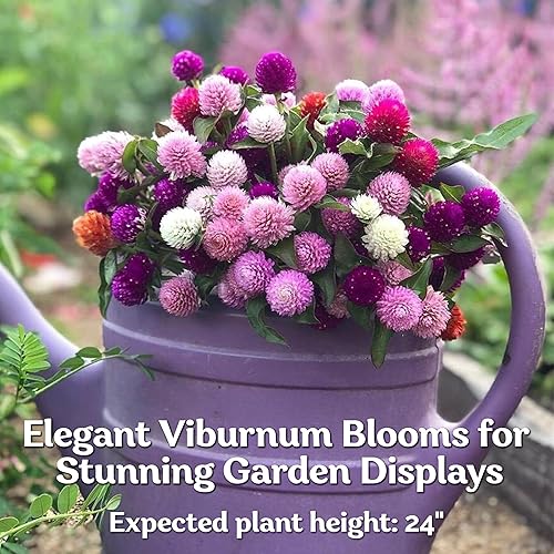 Miniatura 4 de Globo Amaranto Mix Color ~ Blanco, Rosa, Rosa, Salmón y Morado. 50 Semillas.