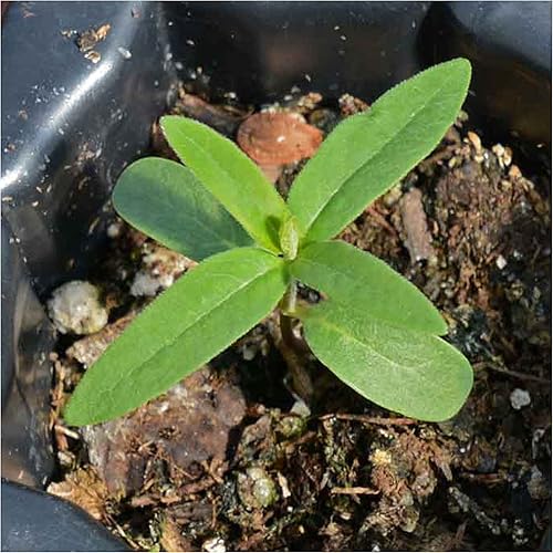 Miniatura 5 de Seed Needs, Pink Common Milkweed Seeds - 100 semillas tradicionales para plantar Asclepias syriaca - Flores perennes, atrae mariposas monarca
