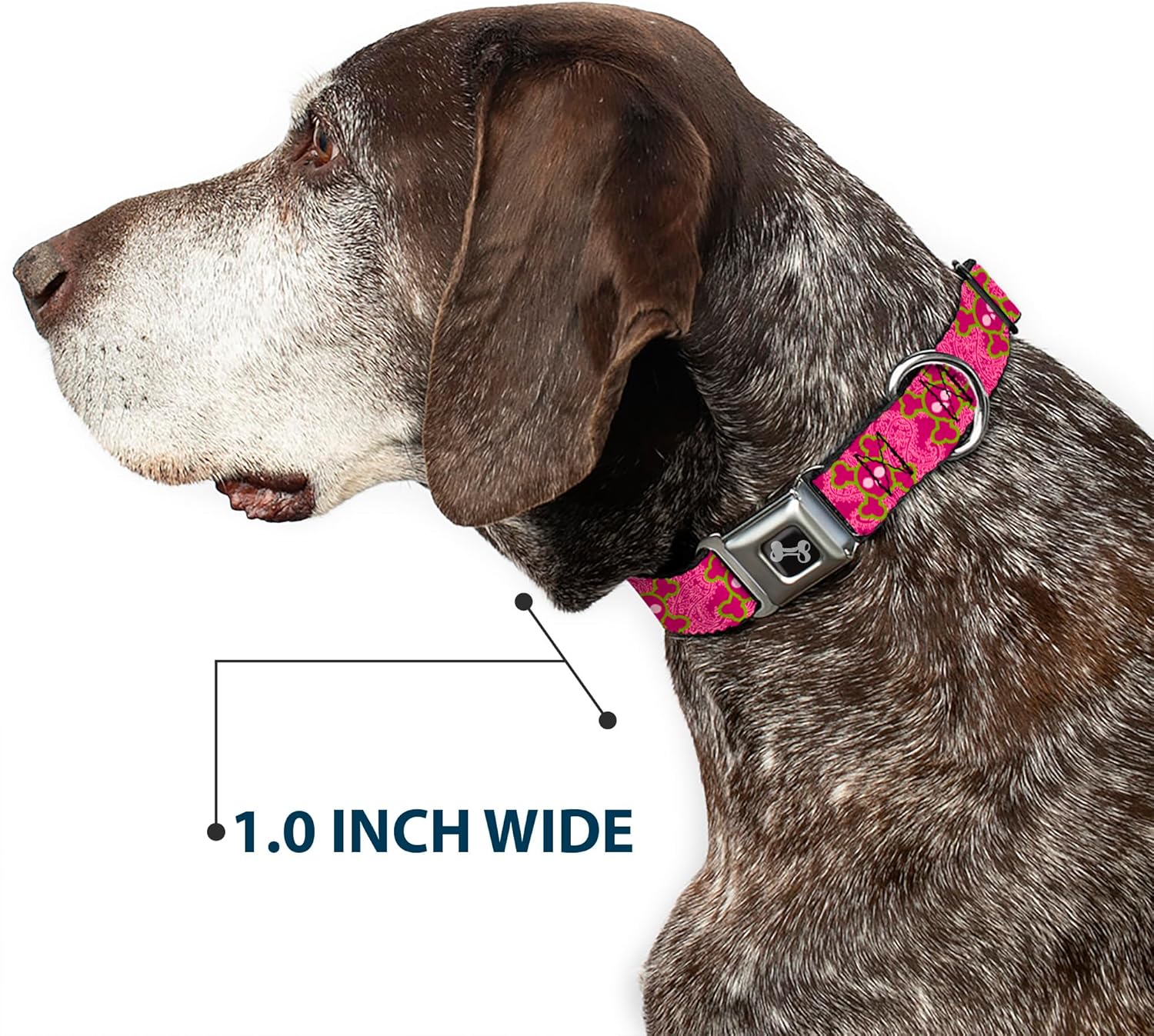 Buckle-Down Seatbelt Buckle Dog Collar - Cute Skulls w/Paisley Purple/Pink/Green - 1.5" Wide - Fits 13-18" Neck - Small