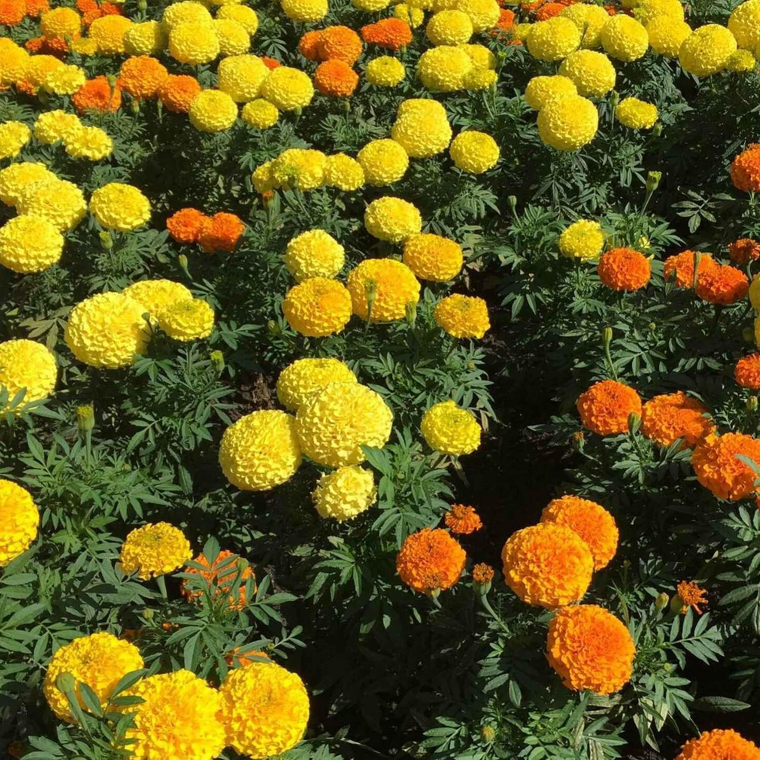 JIGNISHA SEEDS African Marigold (Genda Phool Ke Beej) Mix Flower Seeds | Easy To Grow Flower Seeds | For Home, Terrace, Balcony, Kitchen Garden | All Season Flower Seeds | Pack Of 50 (B0CC9S29ND) Amazon Price History, Amazon Price Tracker