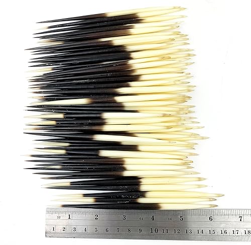 Miniatura 9 de Heyiwell 6 plumas de puercoespín real africano de 7 a 8 pulgadas de largo