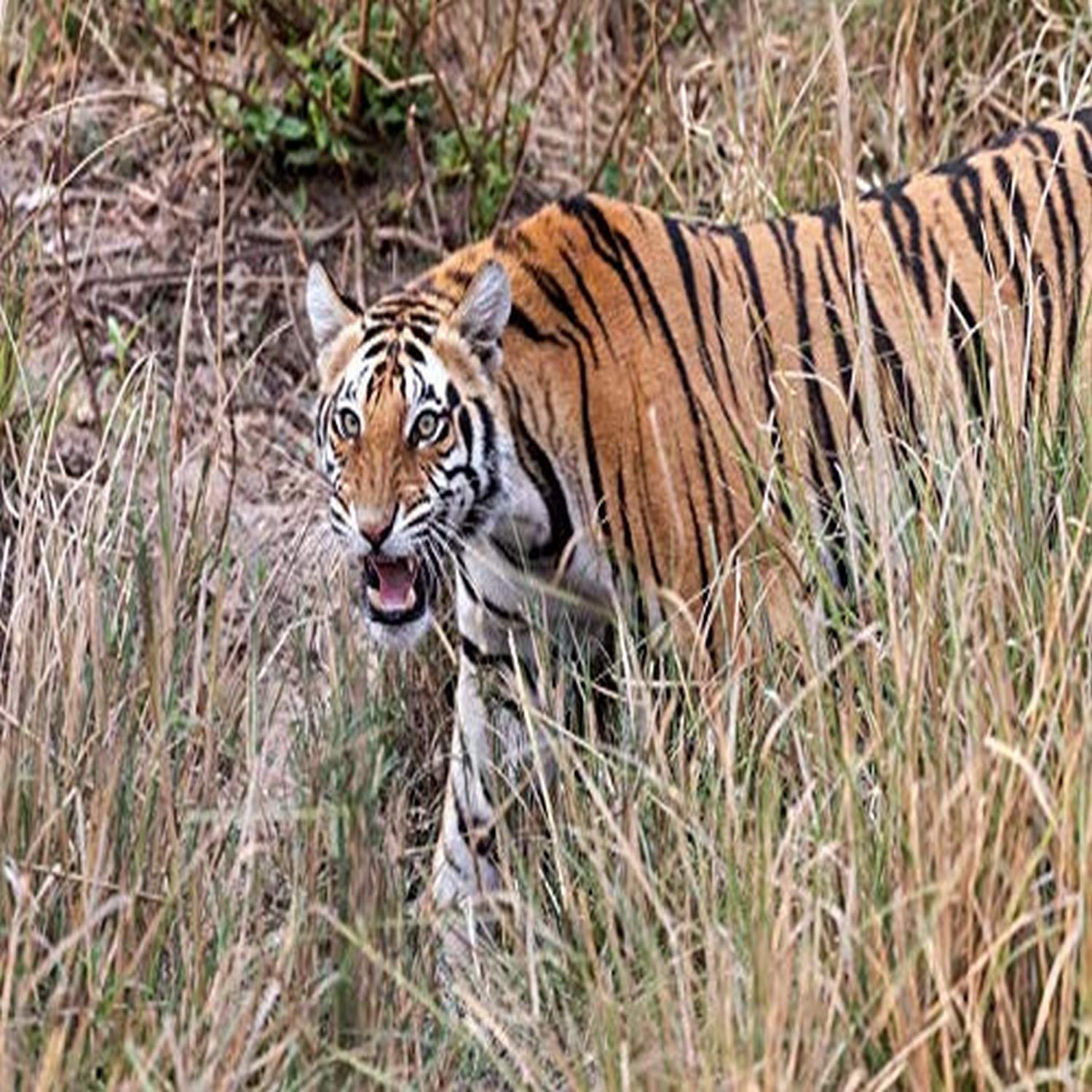 Posterazzi PDDAS10EGO0055LARGE Indie, Madhya Pradesh, Park Narodowy Kanha. Młody tygrys bengalski spacerujący po trawie, nerwowo kręcący wargę wydruk fotograficzny, 36 x 24, wielokolorowy