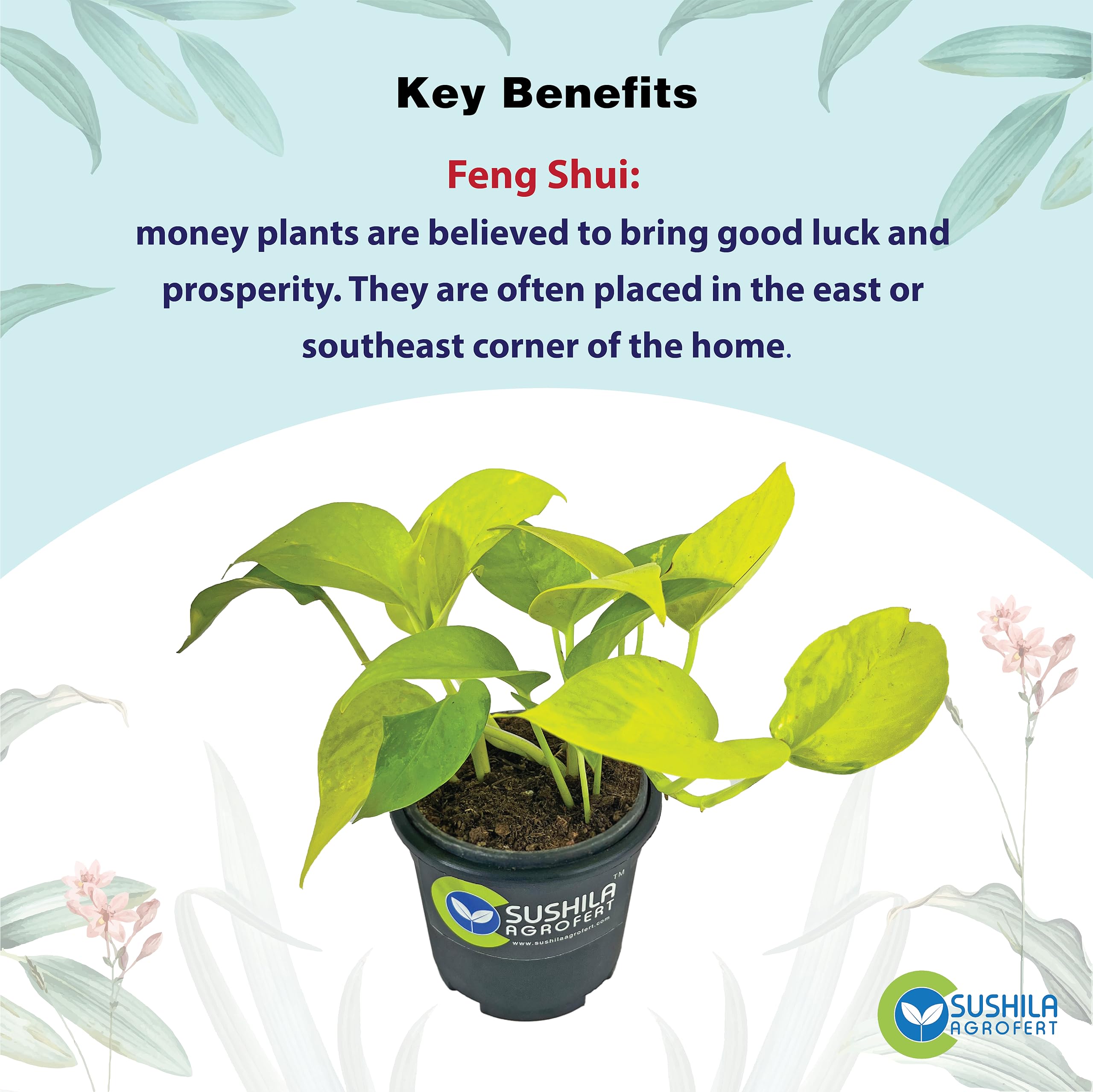 Golden Money Plant - Good Luck & Easy Care -6 Golden Money Plant - Good Luck & Easy Care -6
