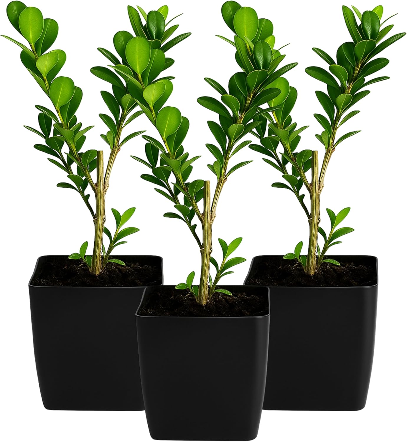 My Shelfie – Japanese Boxwood Bonsai Starter Tree (Buxus microphylla Japonica), 2-Inch Live Evergreen Shrub for Indoor or Outdoor Garden, Hedge, and Landscape Décor (3)