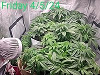 Review Image by Scott12586 Scott12586