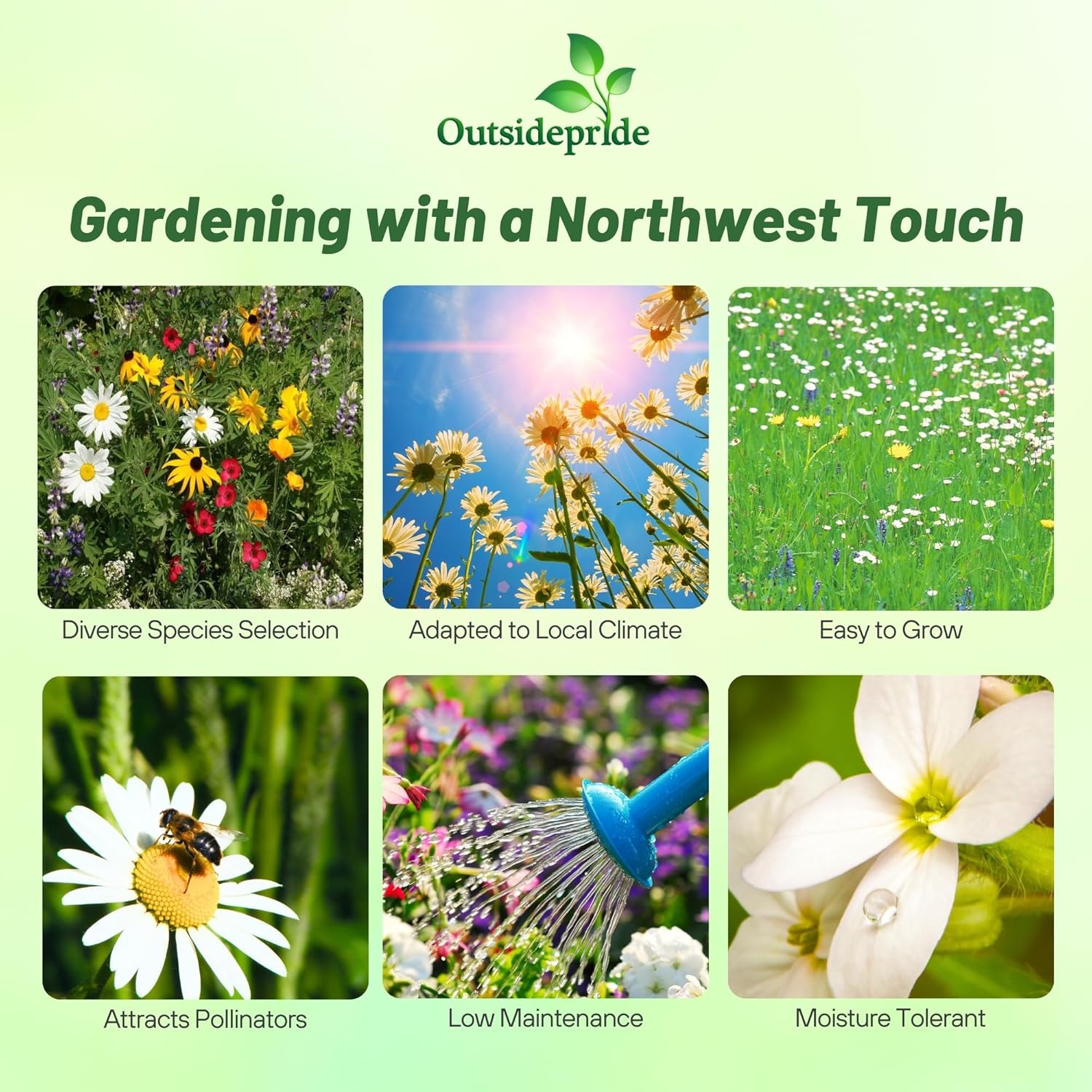 Outsidepride Northwest Wild Flower Seed Mix - 5 lbs Premium Blend of Annual & Perennial Wildflower Seeds for Northwestern States - Ideal for Attracting Pollinators, Perfect for Garden Displays