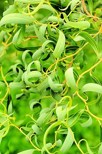 Miniatura 1 de Willow Trees Gold Curly - Árboles atractivos de buena suerte de rápido crecimiento - Este para cultivar árboles de paisaje, jardín o patio (8