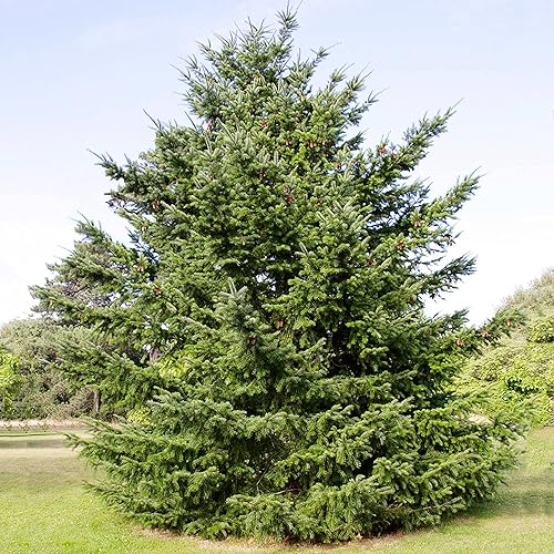 Miniatura 1 de YEGAOL Garden - Semillas de abeto Douglas Pseudotsuga Menziesii de altura elevada, agujas de hoja perenne con forma ovalada, tolerantes a la sequía