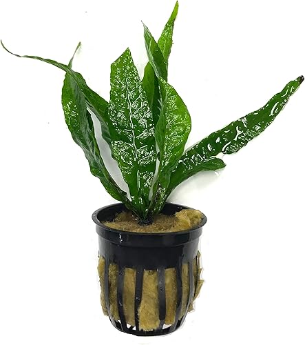 Miniatura 2 de Plantas de acuario vivas en maceta  Plantas acuáticas de agua dulce para acuarios y estanques (espada amazónica (Echinodorus amazonicus))