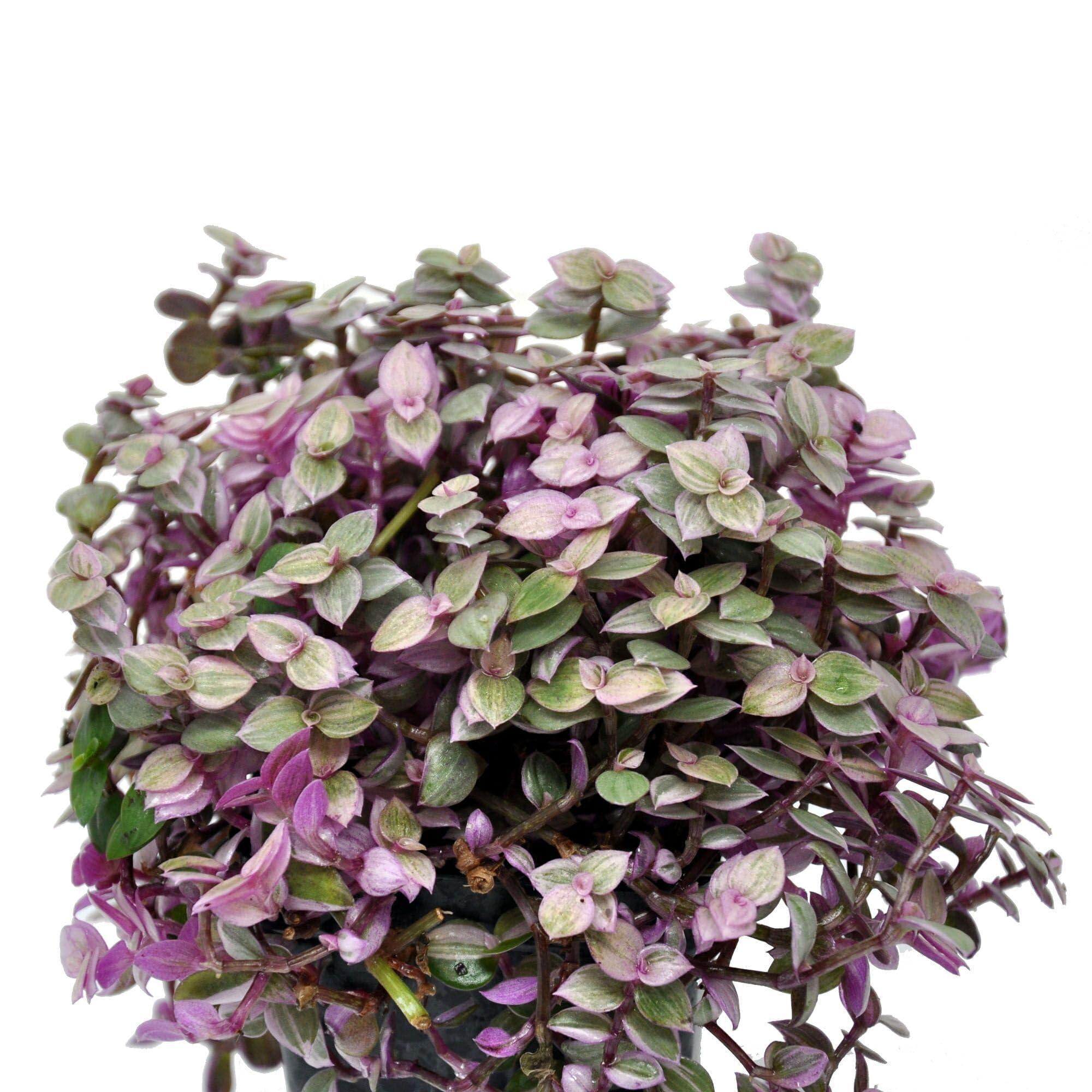 Callisia repens Pink Lady