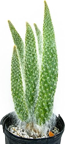 Miniatura 2 de Cactus Outlet - Plantas vivas de cactus de pera espinosa blanca nieve - Plantas de cactus vivos - Cactus blanco nieve