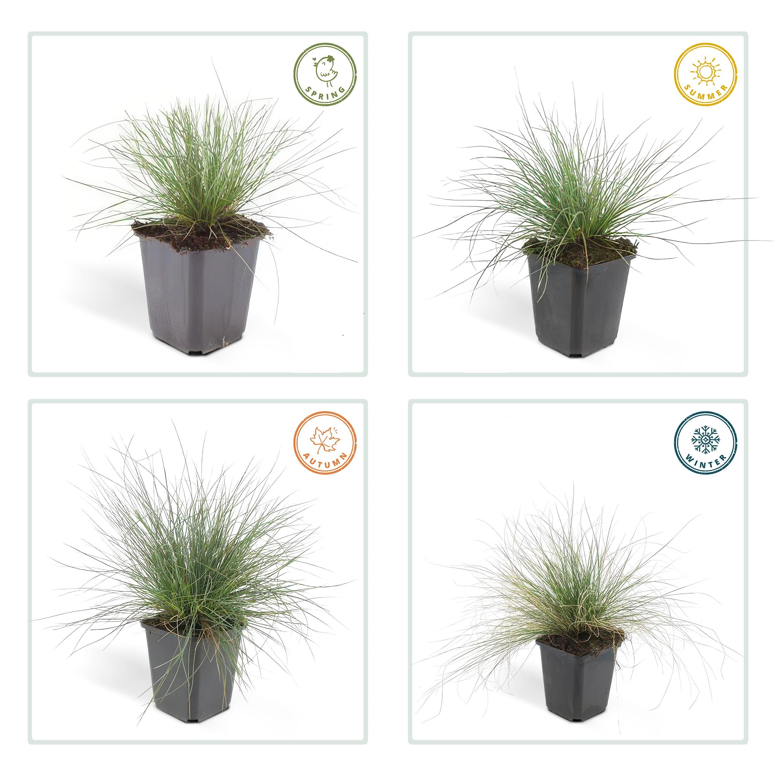 Festuca glauca 'Elijah Bleu' | 12 stuks - 10-25cm - Ø9cm - Pianta da giardino