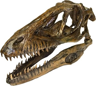 Deinonychus Dinosaur Skull Recreation