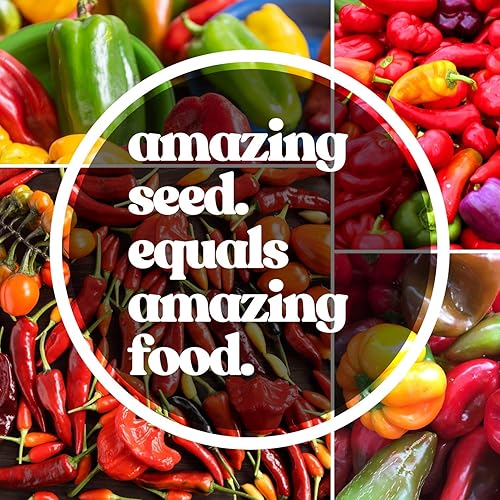 Miniatura 2 de Semillas de pimiento - Caliente - Amarillo jamaicano - 0.25 oz  1500 semillas - Capsicum chinense - Sin OMG, polinizado abierto - Granja y huerto