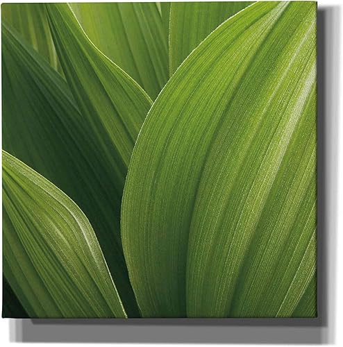 Epic Graffiti Lienzo decorativo para pared, diseño de lirio de maíz de Jan Bell, 12 x 12 pulgadas