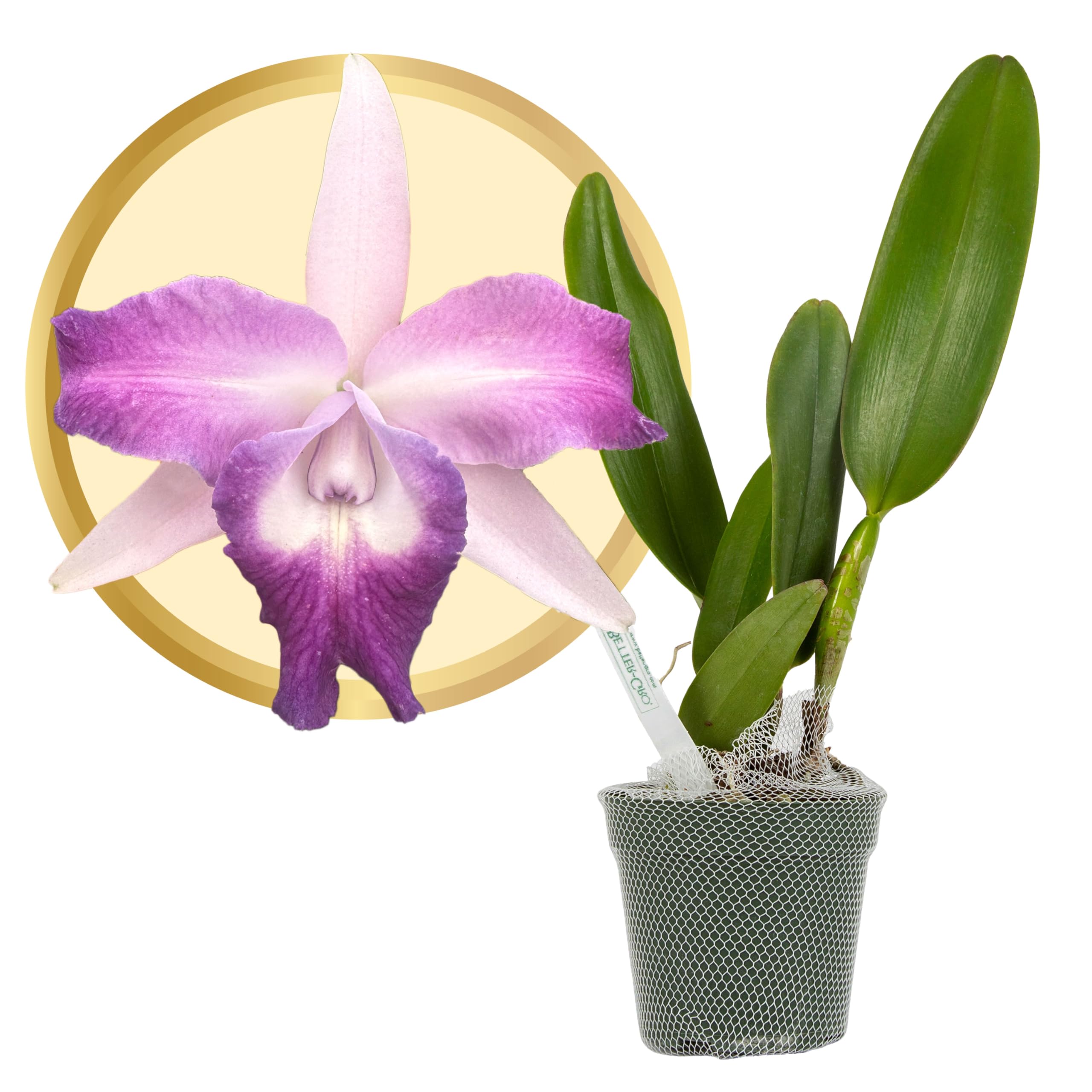 Better-Gro Cattleya Cariad's Mini Quinee Angel Kiss