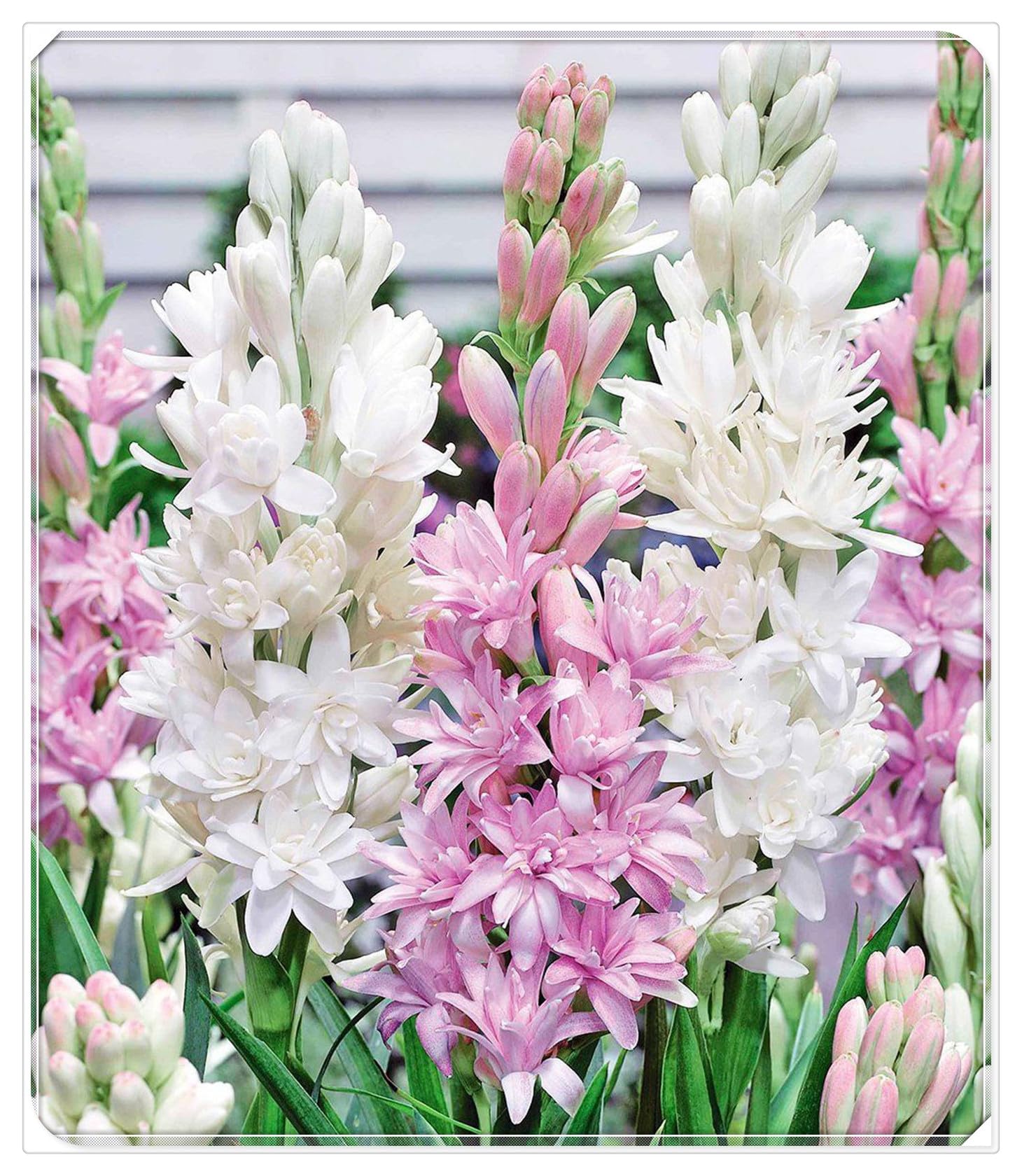 Tuberose Bulbs for Planting,Flowering Rhizome,Tuberose Tubers UK,Tuberose Bulbs Mix,Excellent Display Indoor Perennial Balcony Garden Bulbs-10Bulbs-A