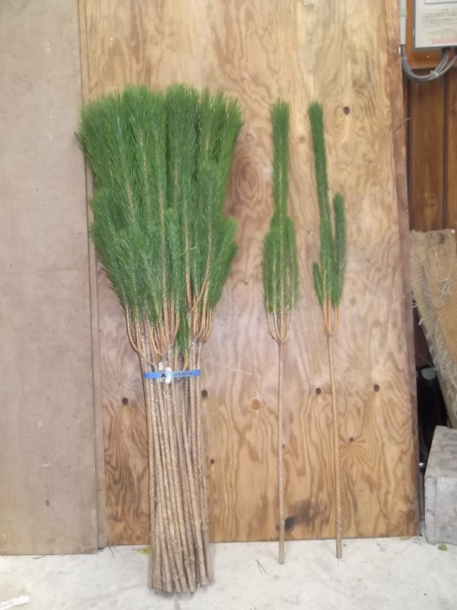 Amazon｜花木屋 若枝松 生花 切花 2L 120cm｜切り花 オンライン通販