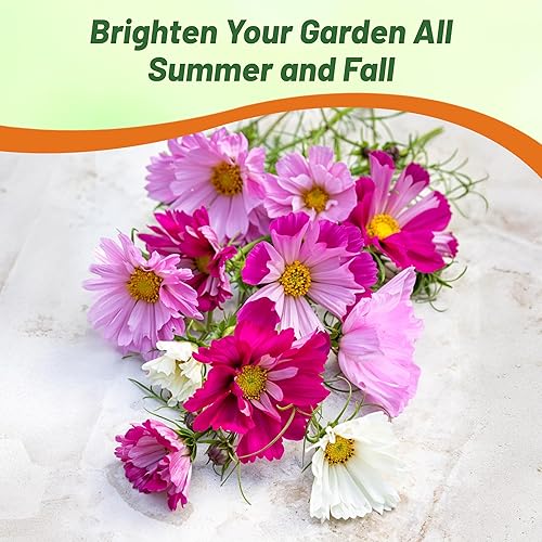 Miniatura 5 de Outsidepride 500 semillas anuales Cosmos Bipannatus Sea Shells Cut Flower Seed Mix para plantar