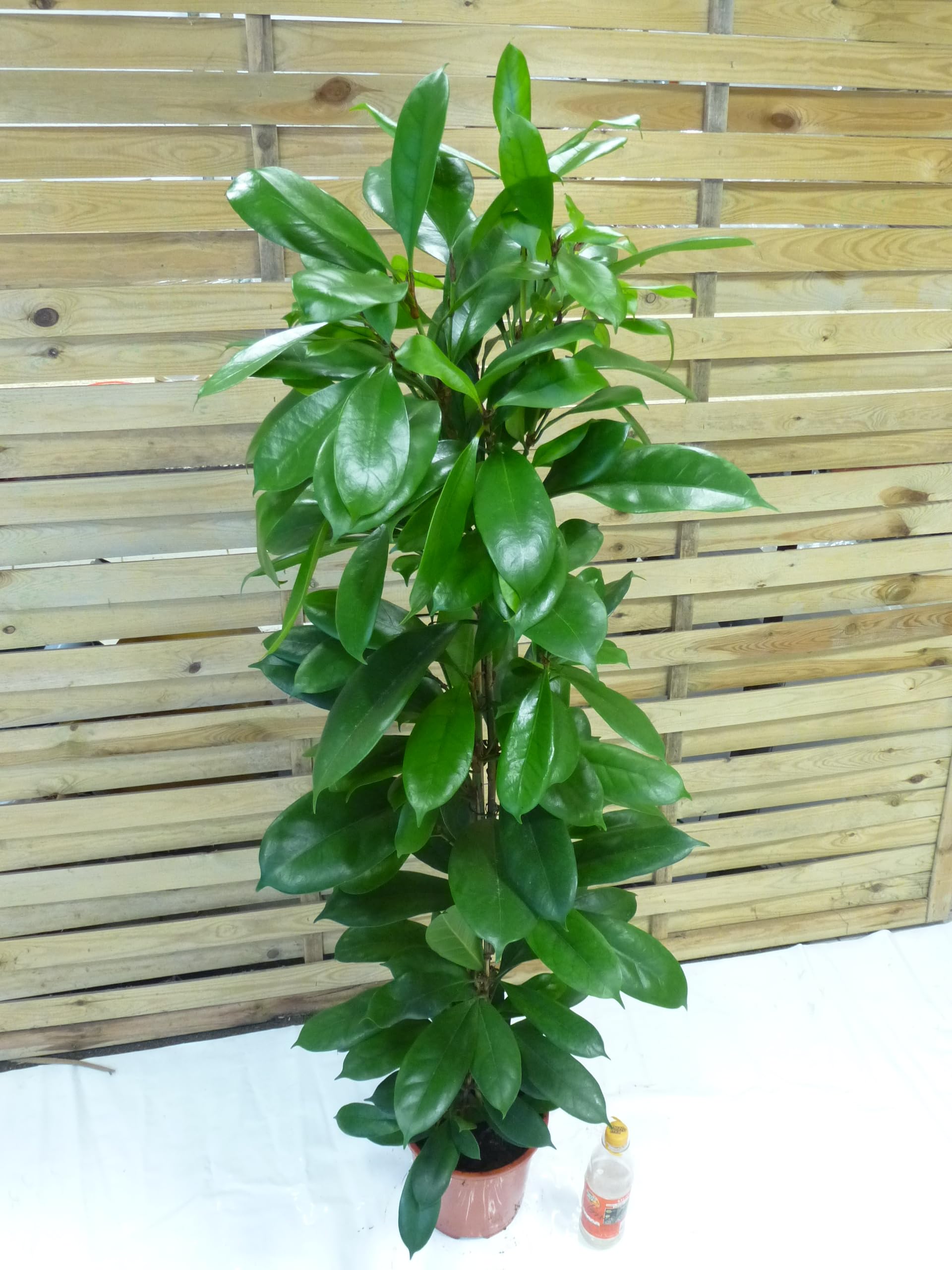 [Palmenlager] Ficus cyathistipula - 150 cm/Afrikanische Feige/Zimmerpflanze