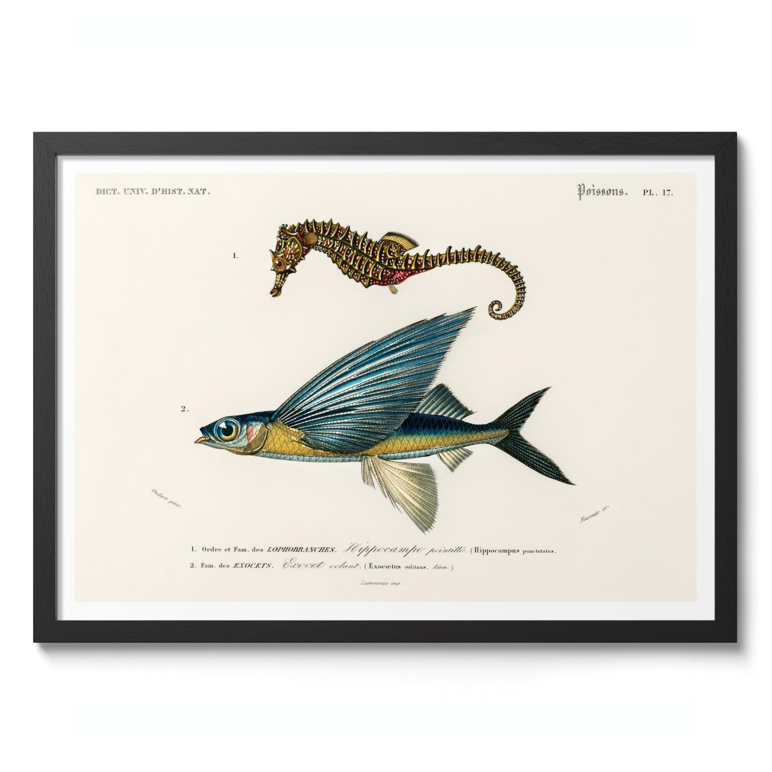 Seahorse & Flying Fish Charles Dessalines D'Orbigny Poster, Vintage Botanical Prints, Encyclopedia Retro Wall Art Home Decor, Archival Matte, A4 (Black Frame) - 29.7x21cm