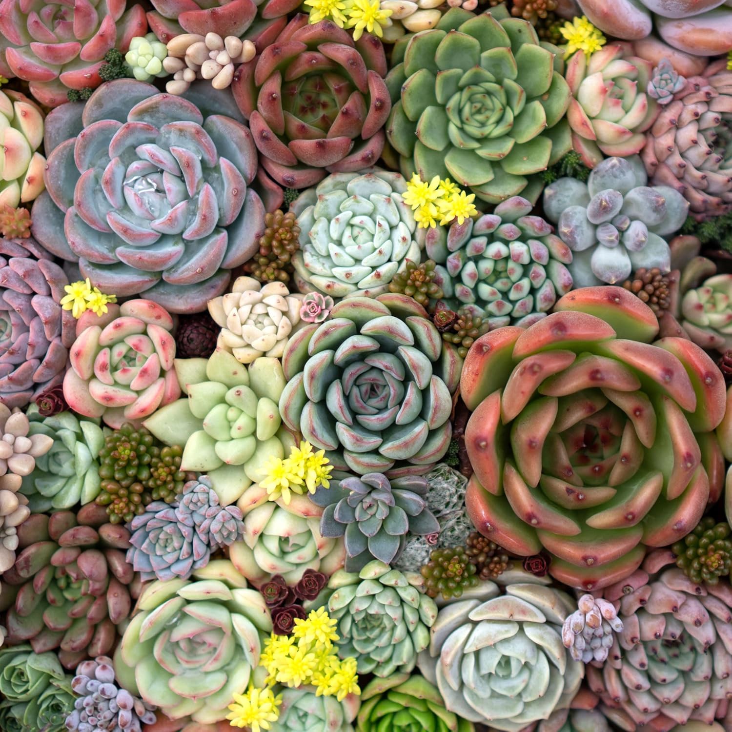 Mountain Crest Gardens Echeveria Succulent Variety Pack - 20 Live Rosette Plants, Multiple Varieties, Rooted in 2 Inch Pots - Indoor/Outdoor Succulents for DIY Arrangements, Home Decor, Gifts & More