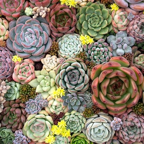 Miniatura 6 de Mountain Crest Gardens Echeveria - Paquete variado de suculentas  12 plantas de roseta vivas, múltiples variedades, enraizadas en macetas de 2