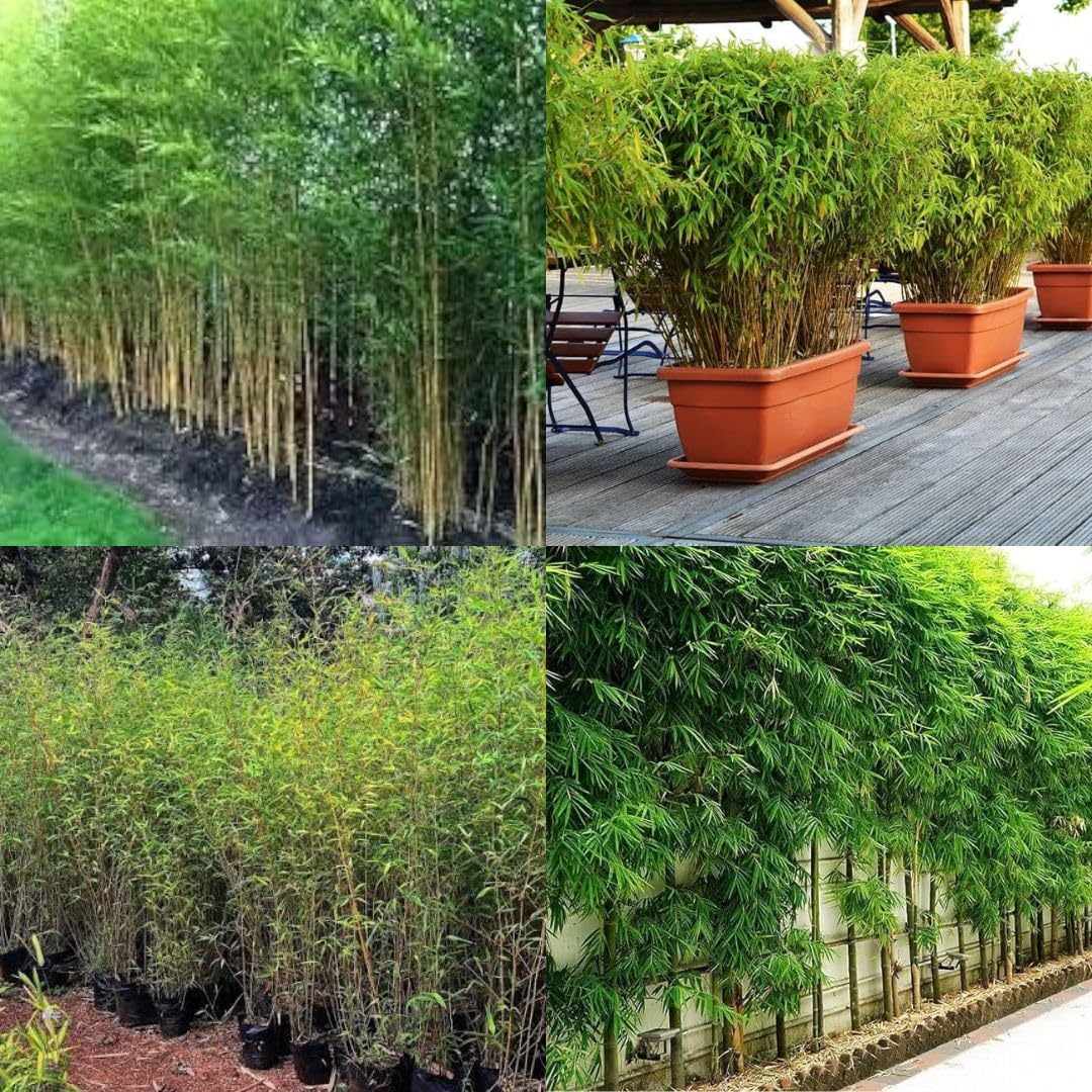 Nutan Bamboo Plant Seeds, number of seeds 50-image-33
