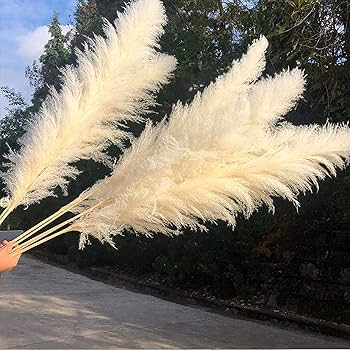 Amazon | 10 ps天然パンパスグラス48インチ（70 cm）ふわふわ